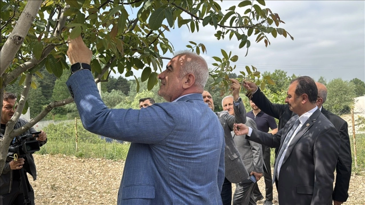TBMM Zirai Don Olayını Araştırma Komisyonu üyeleri, Bolu'da ceviz bahçesini inceledi
