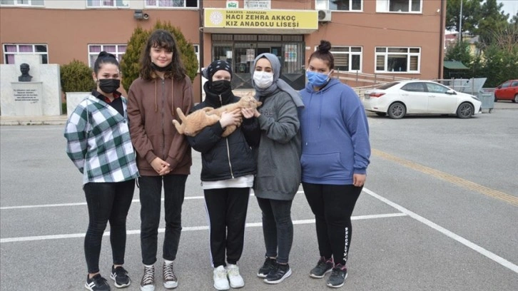 Tedavi ettirdikleri kediyi sahiplenen öğrenciler 'Güçlü'ye okulda bakıyor