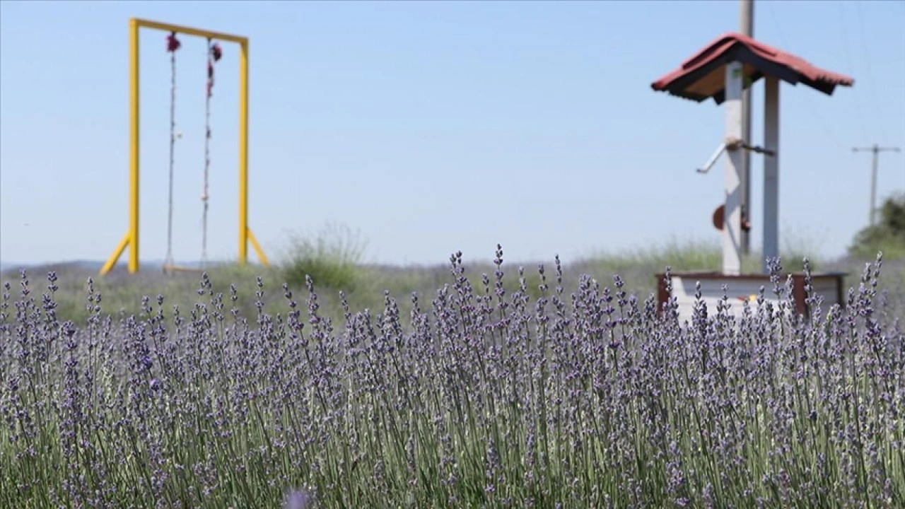Tekirdağ'da lavanta tarlaları turizm sezonu için hazırlandı