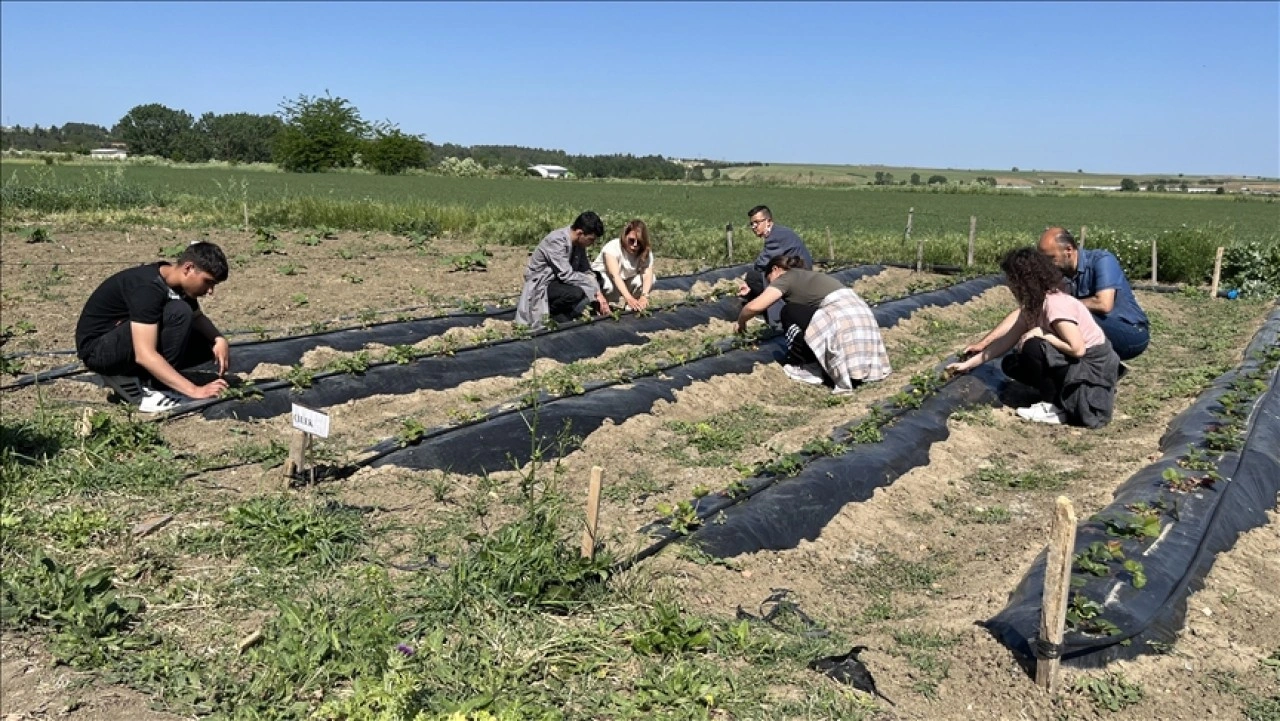 Tekirdağ’da özel gereksinimli öğrenciler, seralarında çilek, biber ve domates yetiştiriyor