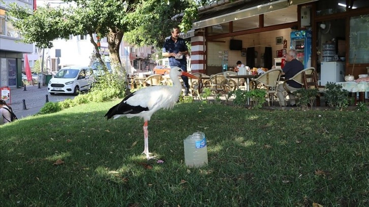 Tekirdağ'a dönen 'Yaşar' isimli leylek kent sakinlerini sevindirdi