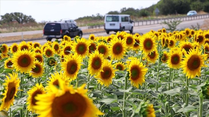 Tekirdağ'da ayçiçeği tarlaları sürücülere 'renkli rota' sunuyor