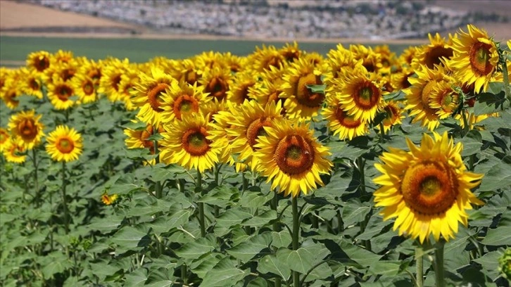 Tekirdağ'da ayçiçeklerinin açmasıyla tarlalar sarıya boyandı