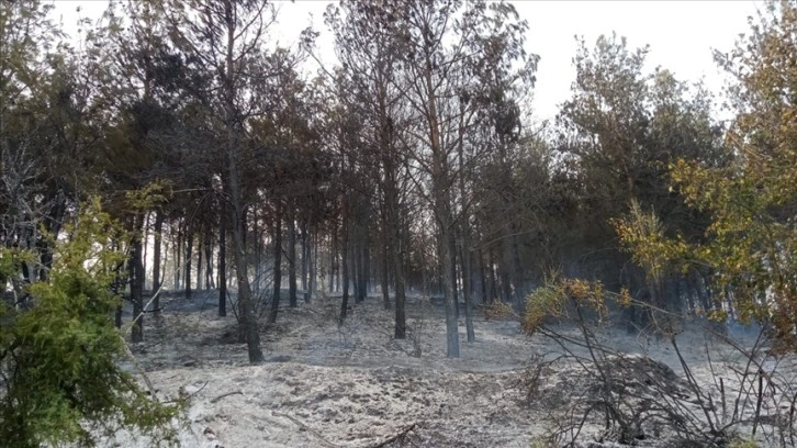 Tekirdağ'da çıkan orman yangını söndürüldü