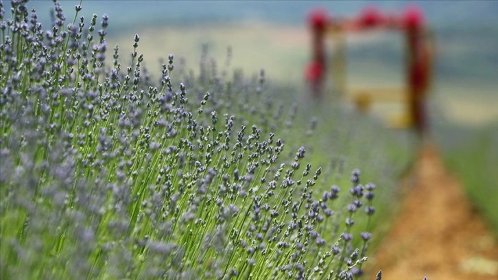 Tekirdağ'da mor renkli tarlalar ziyaretçileri için hazırlandı