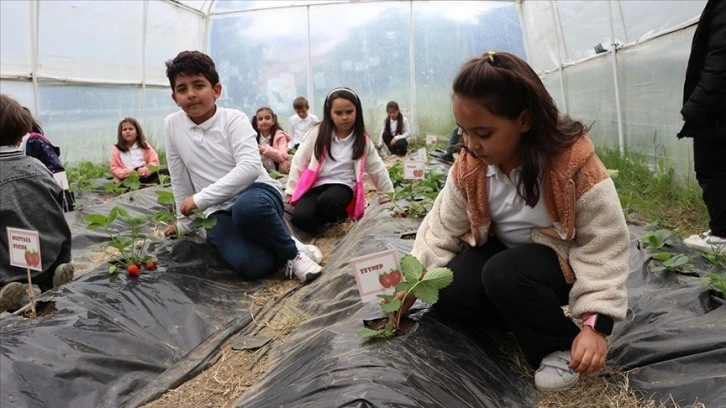 Tekirdağ'da öğrenciler okullarında yaptıkları kompost gübreyle çilek yetiştiriyor