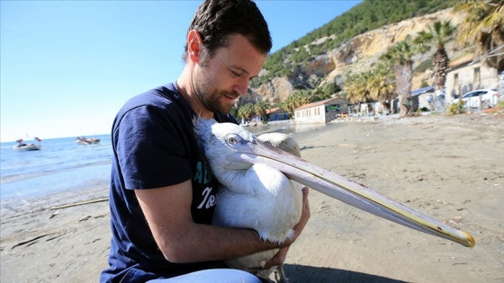 'Tepeli pelikan', hayatını kurtaran Aydınlı balıkçıyı terk etmedi