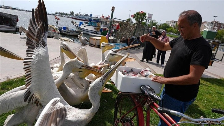Tepeli pelikanları her gün elleriyle besliyor