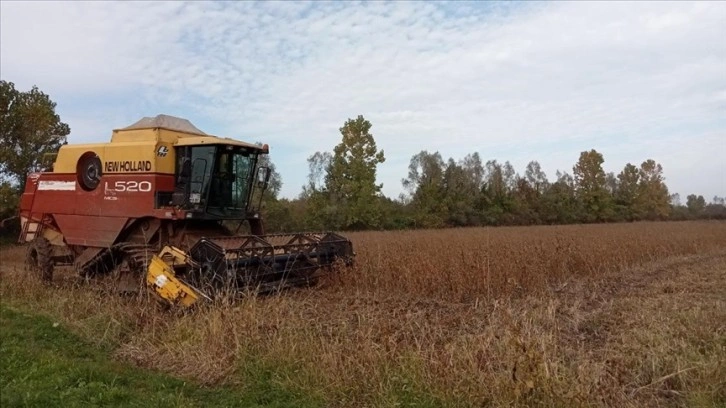 Terme'de 4 bin ton soya fasulyesi yetiştirilmesi bekleniyor