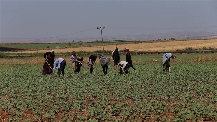 Termometrelerin 50 dereceye yaklaştığı Şanlıurfa'da çalışanlar zorlu mesaide