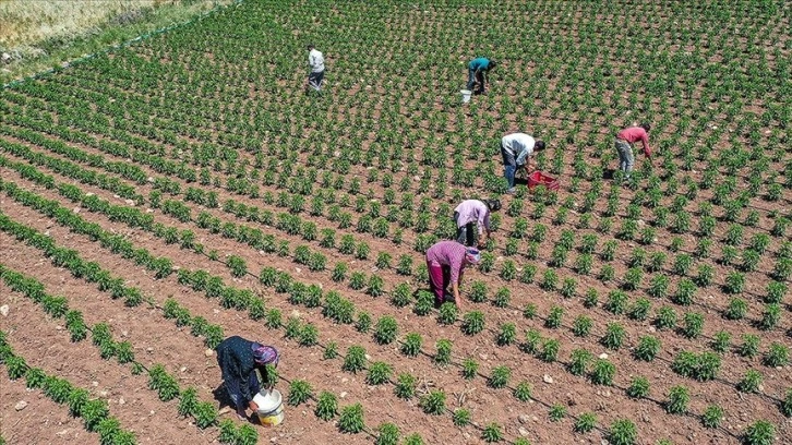 Tescille üretim alanı artan Çermik biberinde hasat başladı