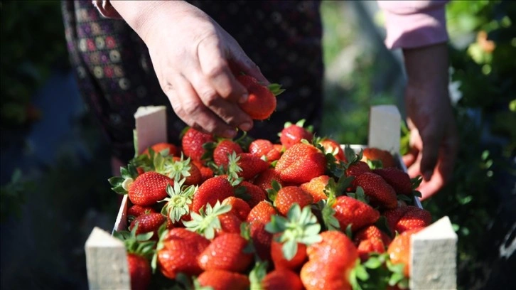 Tescilli Silifke çileğinde 80 bin ton rekolte hedefleniyor