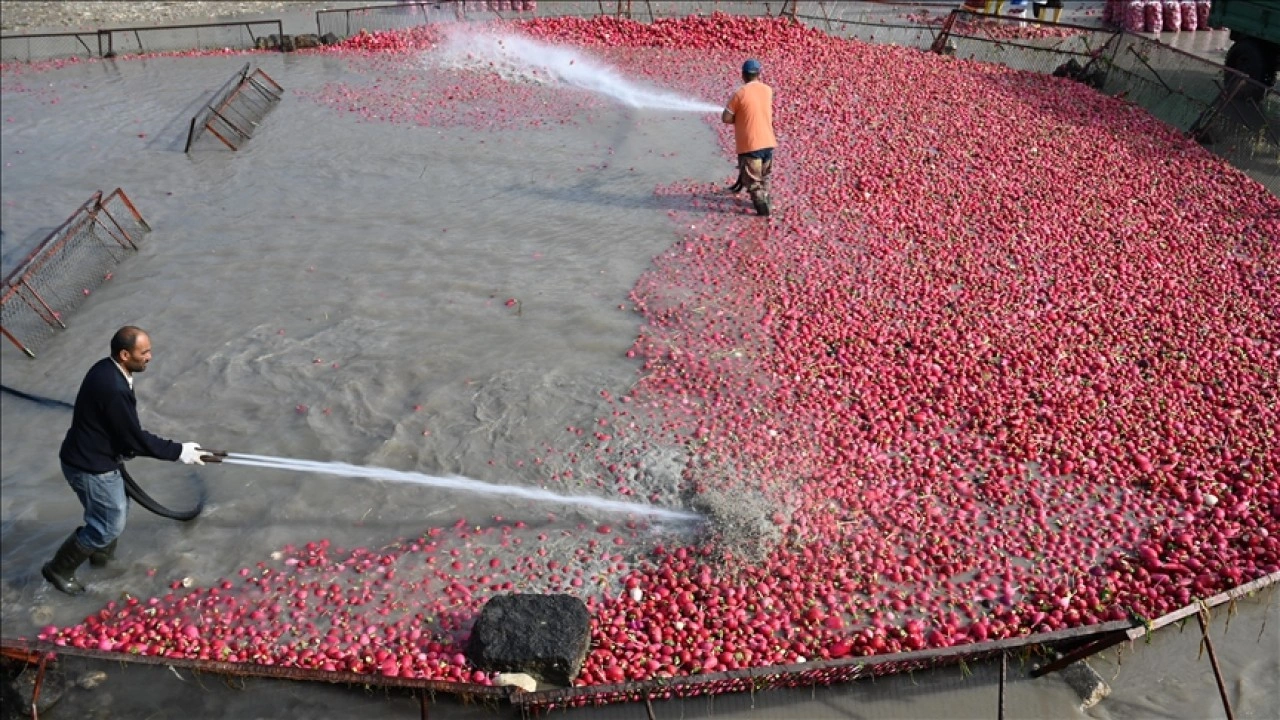 Tescilli turpları hasat eden çiftçilerin Savrun Çayı'ndaki zorlu yıkama mesaisi başladı