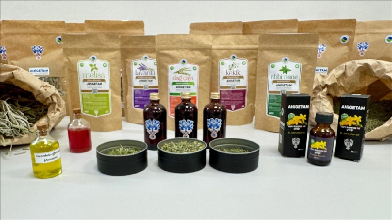 Tıbbi aromatik bitkiler işlenerek katma değerli ürünler elde edilecek