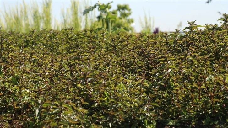 Tıbbi ve aromatik bitki bahçesinde hasat heyecanı yaşanıyor