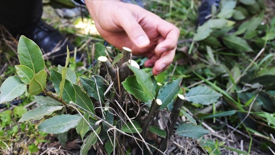 Tıbbi ve aromatik bitkiler ülke ekonomisine de yaradı