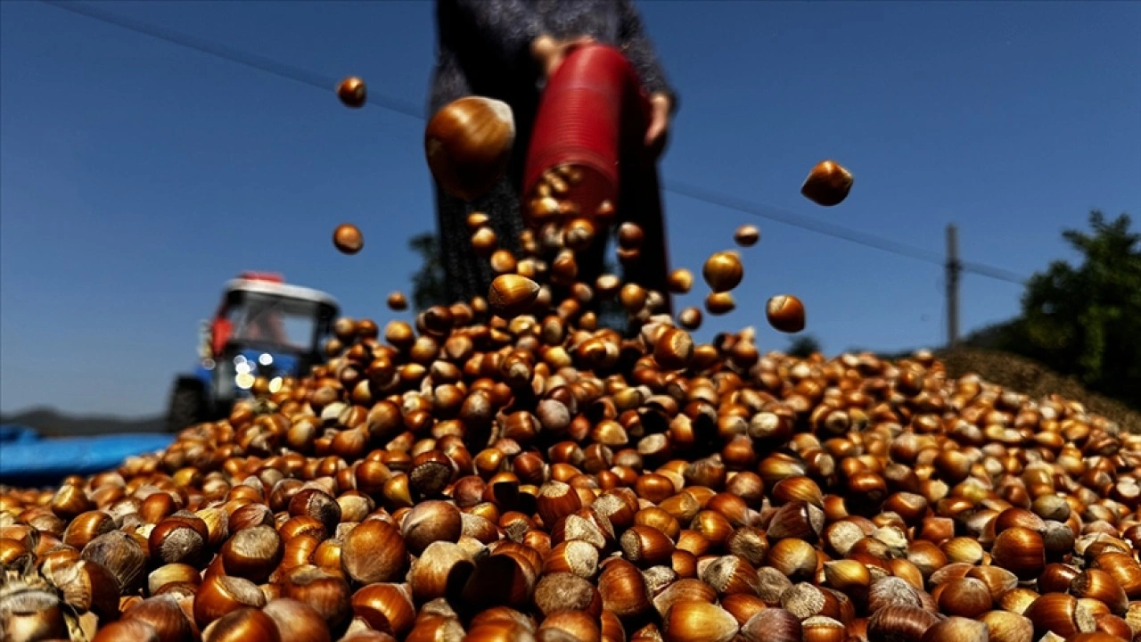 Ticaret borsalarında sezonun ilk üç ayında 138 bin tonu aşkın fındık işlem gördü