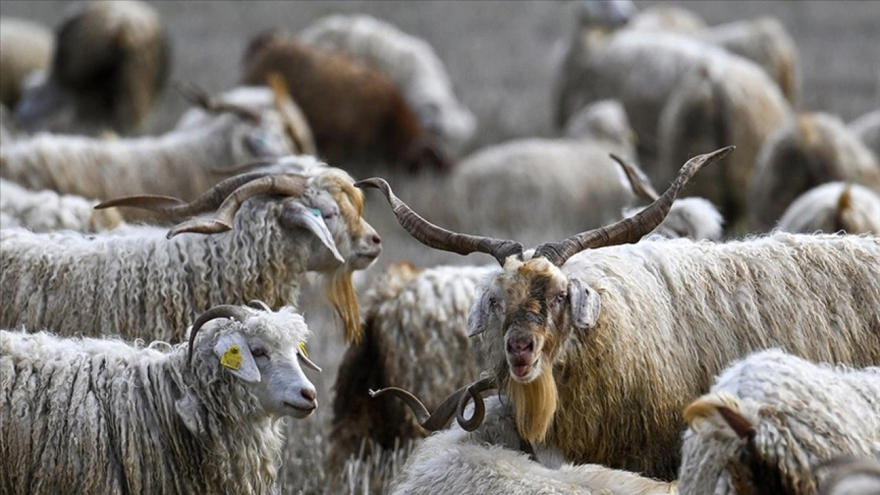 Tiftiğin ekonomiye kazandırılması için destek mekanizmaları geliştirilecek