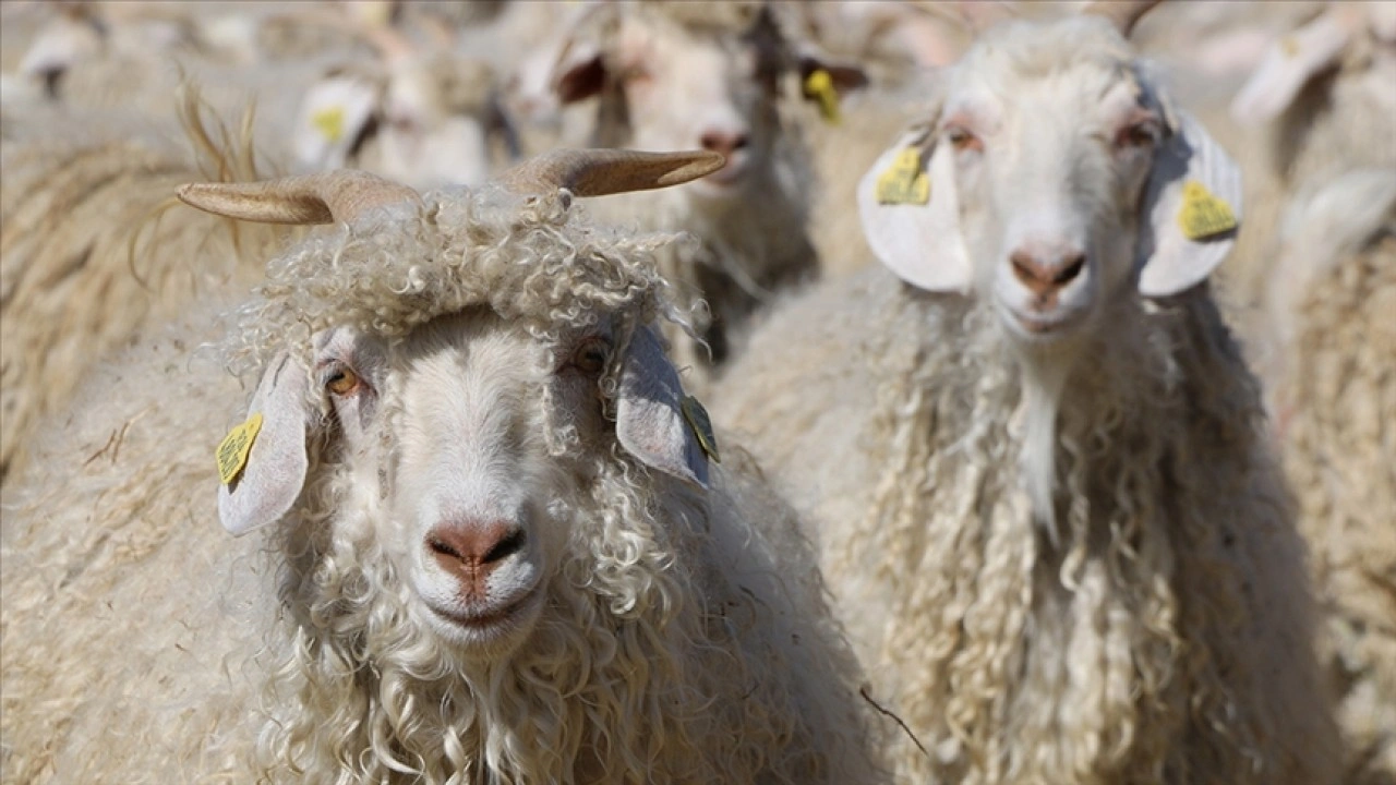 Tiftik, sözleÅŸmeli üretim kapsamına alındı