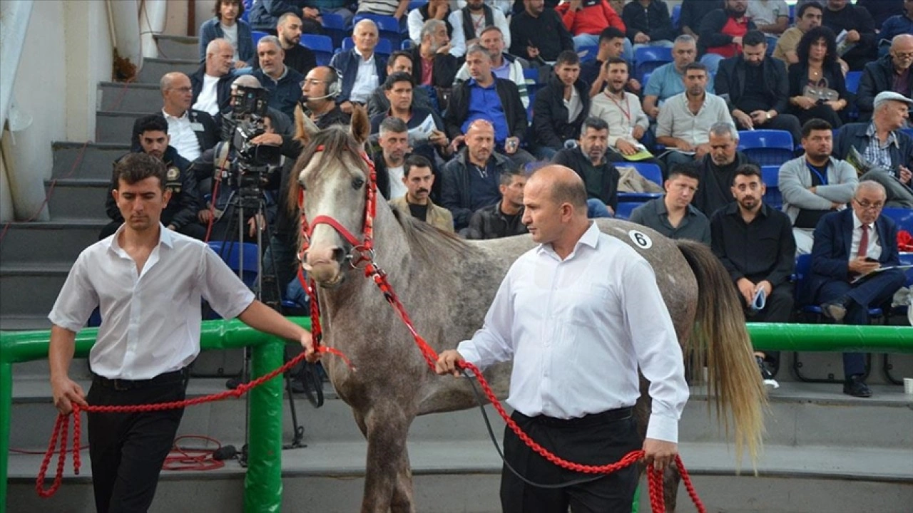 TİGEM'in açık artırmasında Arap tayı 5 milyon 250 bin liraya satıldı
