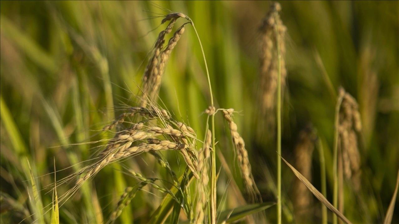 TMO, &ccedil;eltik alım fiyatlarını a&ccedil;ıkladı