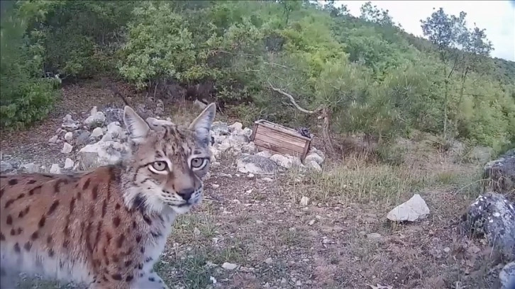 Tokat'ta Canik Dağları eteklerinde dolaşan bir vaşak fotokapanla kaydedildi