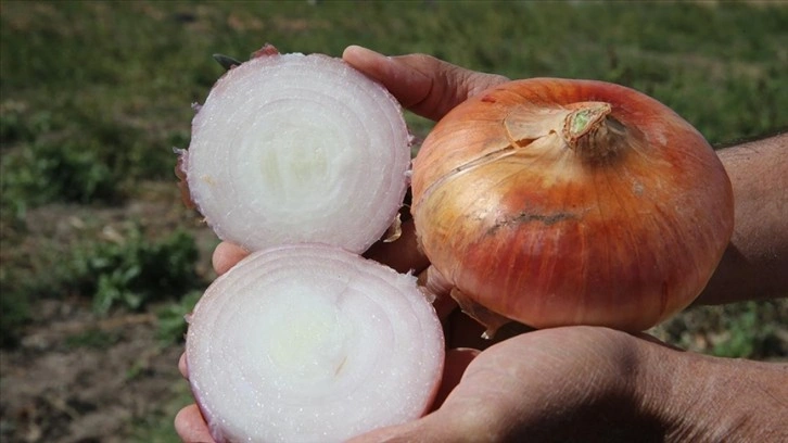 Tokat'ta hasadı tamamlanan soğanda 13 bin tona yakın rekolte bekleniyor