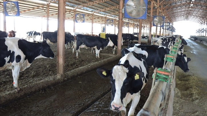 Toplanan inek sütü miktarı 2023'te arttı