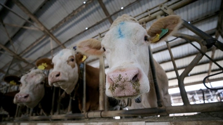 Toplanan inek sütü miktarı ocakta yıllık bazda yüzde 4,7 artarak 915,5 bin ton oldu