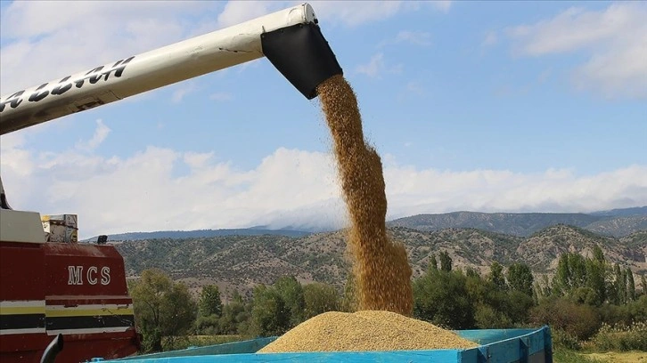 Tosya'da çeltik hasadı başladı