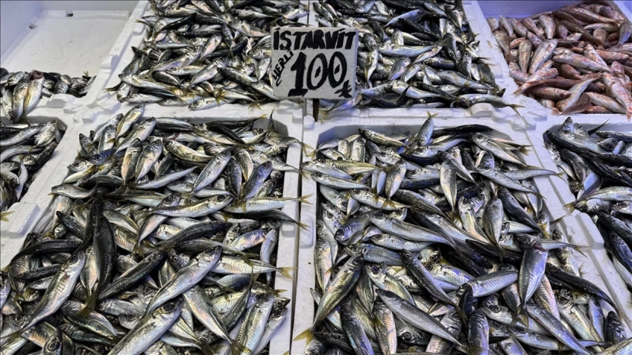 Trabzon'da hamsi ve istavrit 100 liradan satılıyor