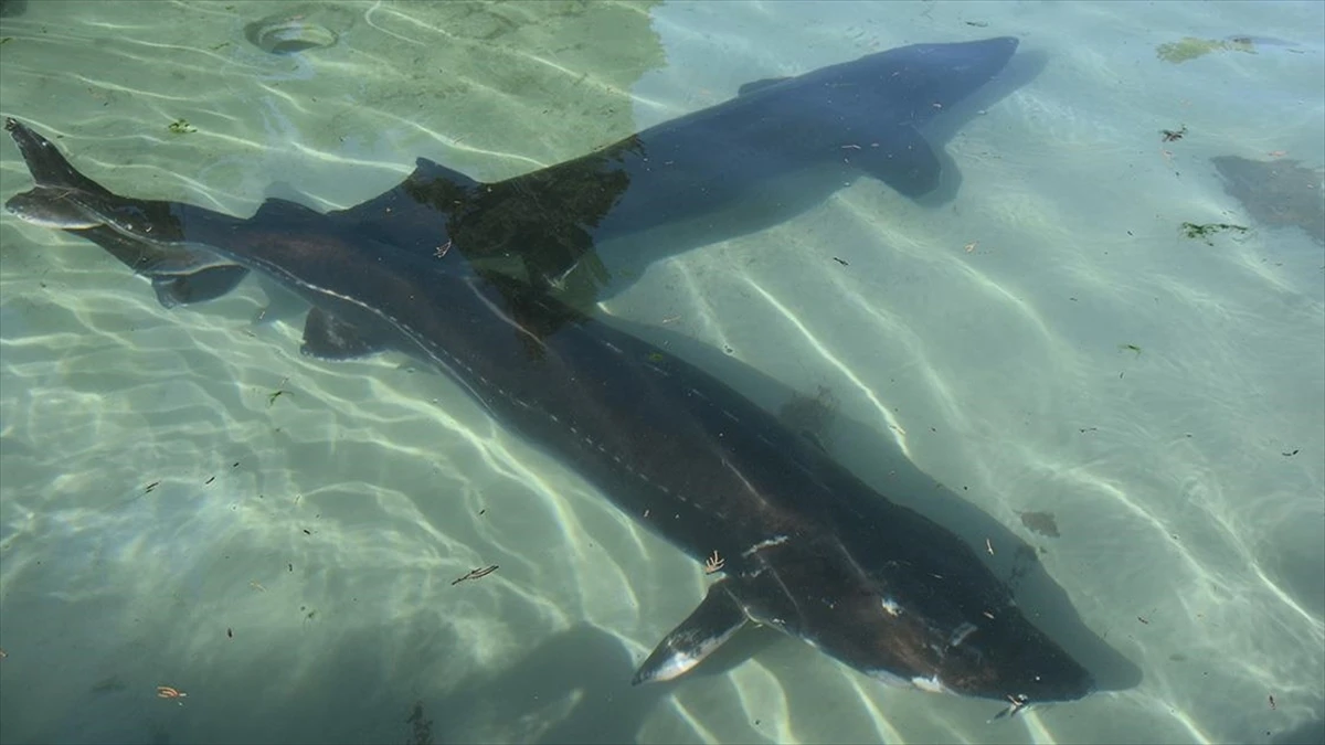 Trabzon'da mersin balığının korunması için 25 yıldır mücadele ediliyor