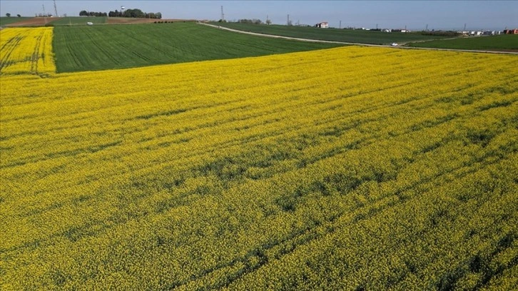 Trakya'da ekilen kanola yüksek sıcaklık nedeniyle erken çiçek açtı