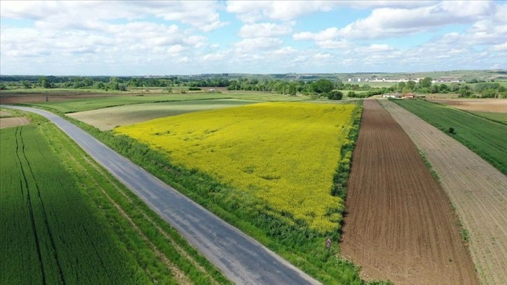 Trakya'da etkili olan ilkbahar yağışları kuraklık stresini azalttı