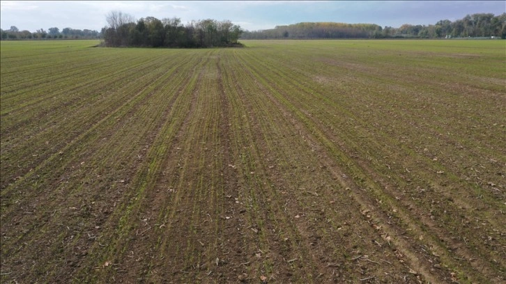 Trakya'da etkili olan yağışlar buğday tohumlarının filizlenmesine yetti