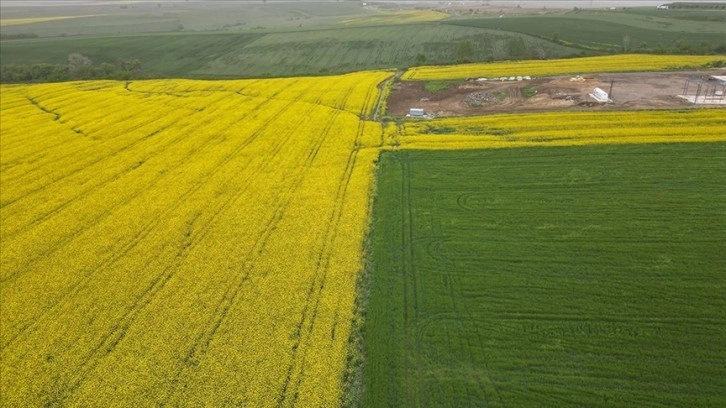 Trakya'da son yağışlar buğday ve kanola üreticisini sevindirdi