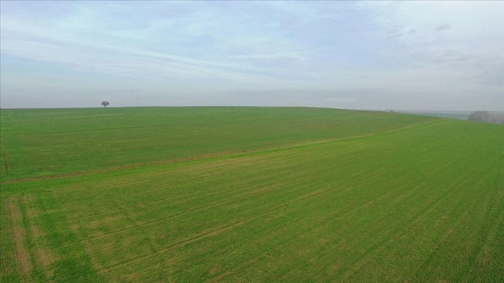 Trakya'da son yağışlarla ilk gelişimini tamamlayan buğday, kışa 
