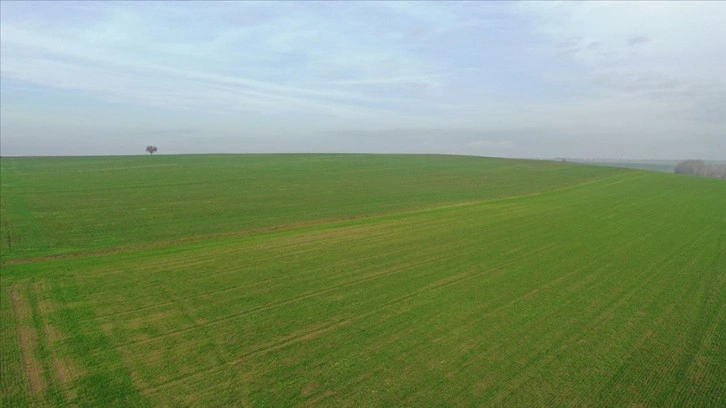 Trakya'da son yağışlarla ilk gelişimini tamamlayan buğday, kışa
