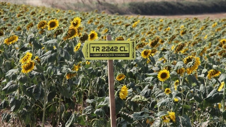 Trakya'da üretilen yerli hibrit ayçiçek tohumları Türkiye'de yaygınlaştırılacak