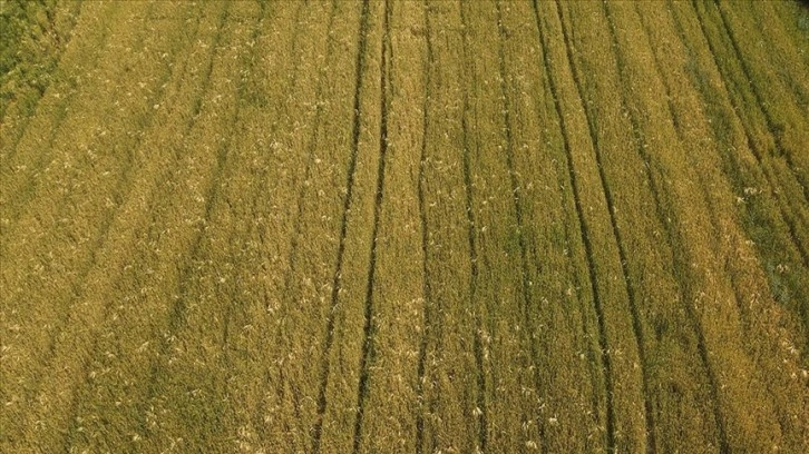 Trakya'da yağışlı gün sayısının çokluğu bazı ekili buğdayda 