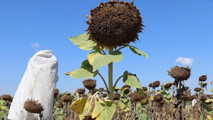 Trakya'daki yağlık ayçiçeği üreticilerine destek tutarı kilogram başına 150 kuruşa yükseltildi