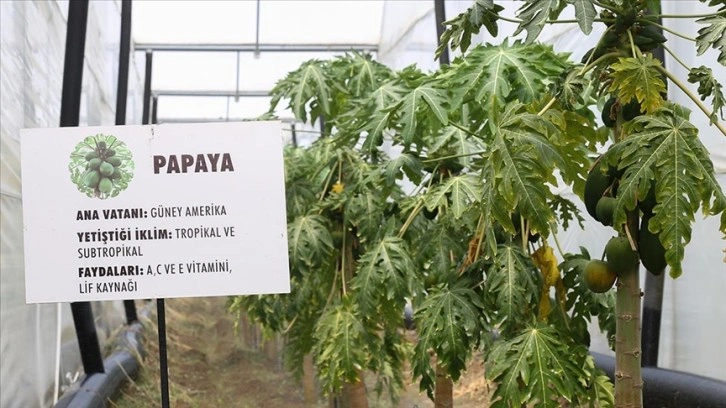 Tropikal meyve üretiminde yeni trend örtü altı papaya