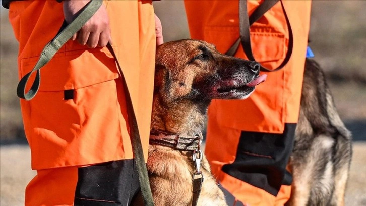 TSK'nın arama kurtarma köpekleri doğal afetlerde hayat kurtarıyor