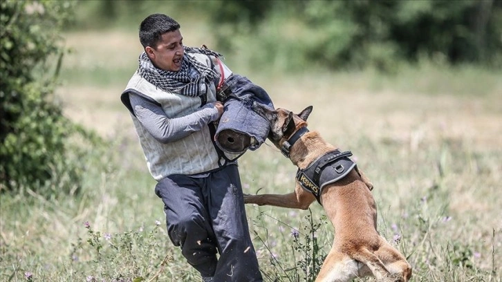 TSK'nın 'cesur keşif köpekleri' Bursa'da yetiştiriliyor