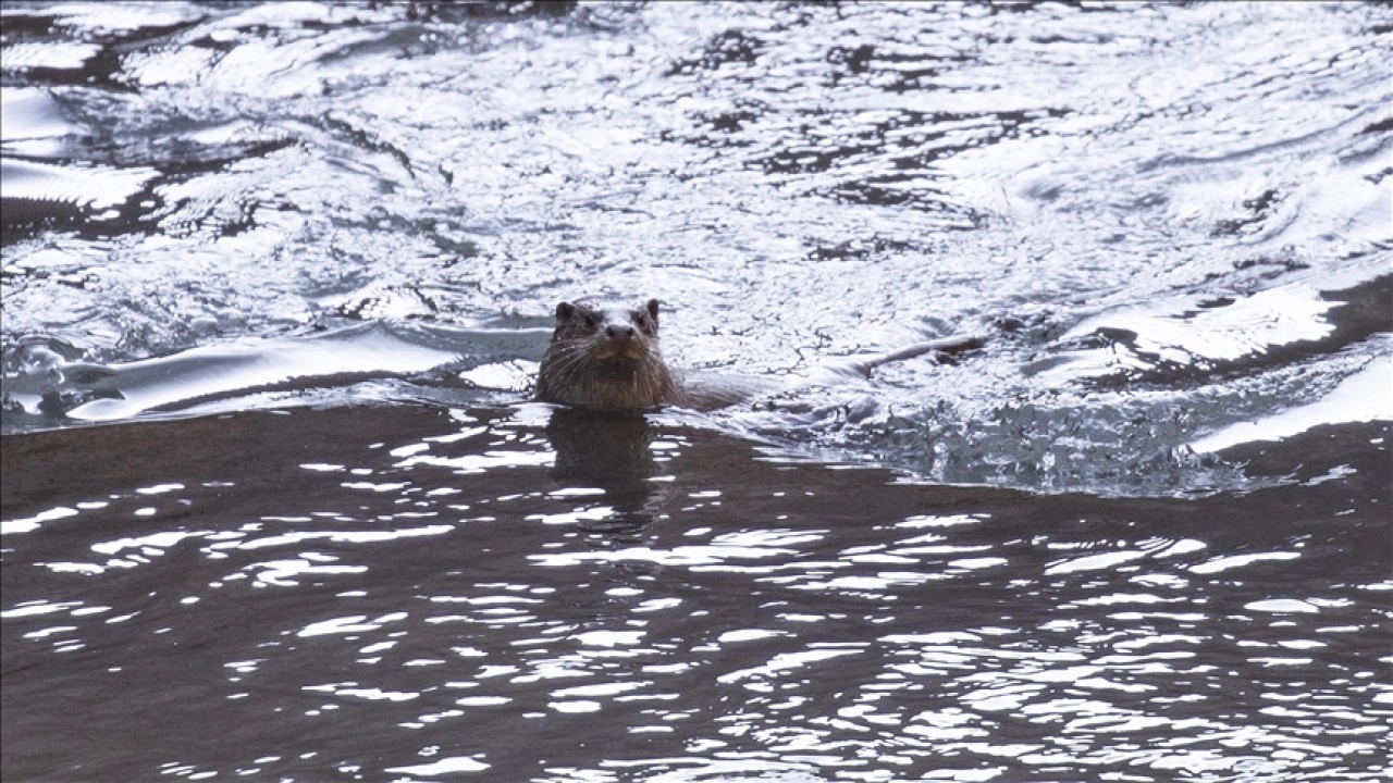 Tunceli'de nesli tehlike altındaki su samuru g&ouml;r&uuml;nt&uuml;lendi