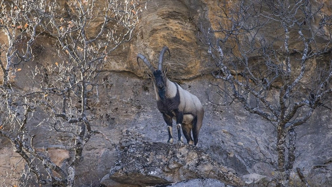 Tunceli'de yaban ke&ccedil;ileri Munzur Vadisi'ne indi
