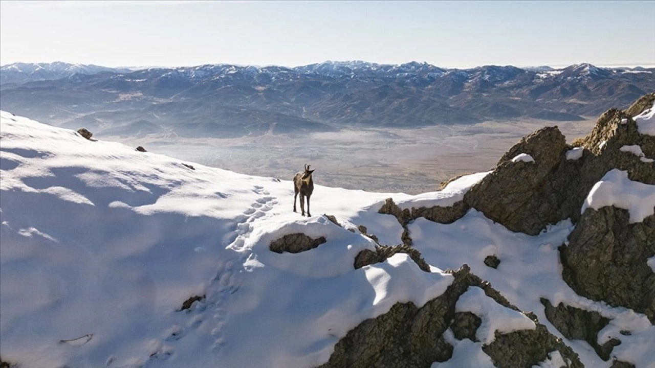 Tunceli doruklarında dağcıları ender görülen çengel boynuzlu dağ keçileri karşılıyor