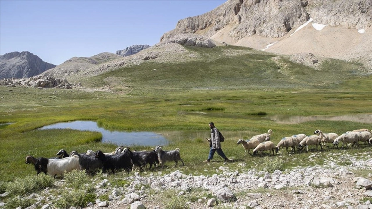 Tunceli yaylalarında zorluklara göğüs gerip doğal yöntemle peynir üretiyorlar