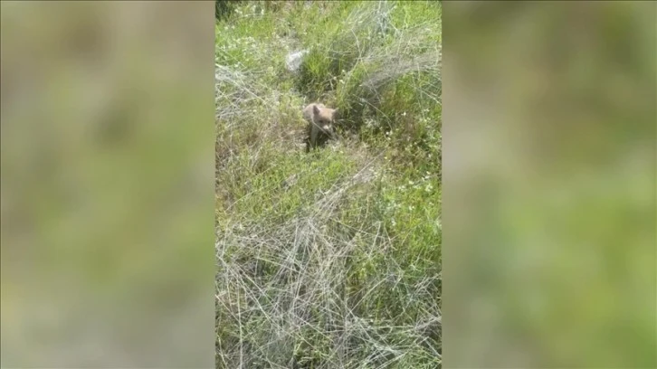 Tunceli'de bir vatandaşın tilki yavrusuyla sohbeti gülümsetti