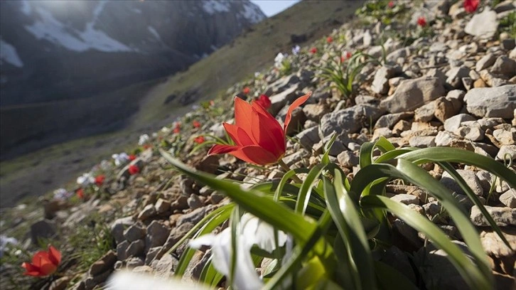 Tunceli'de karın eridiği dağ eteklerinde bahar çiçekleri açtı